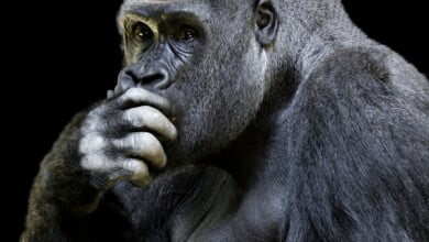 animal world 4328243 1920