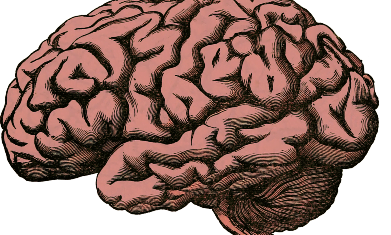 brain1
