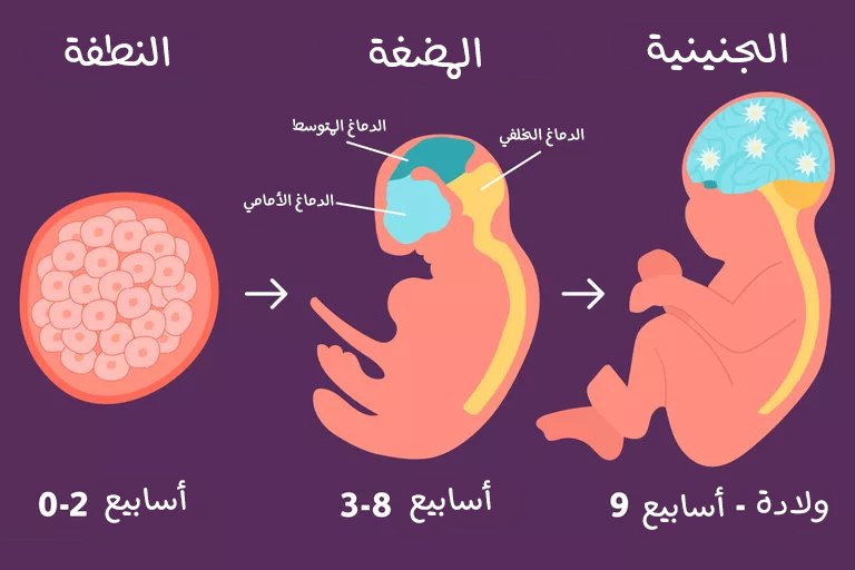 مراحل نمو ما قبل الولادة