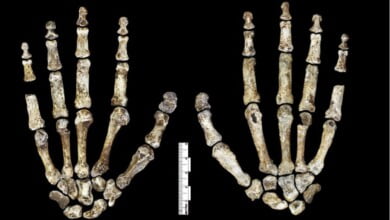 Homo naledi hand