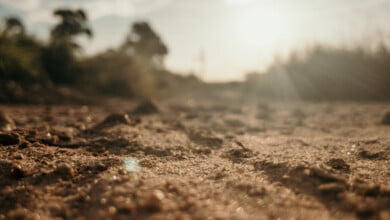 soil